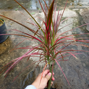 Chậu cây phát tài ngũ sắc/cây ánh dương - Cordyline Australis