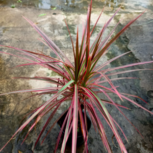 Chậu cây phát tài ngũ sắc/cây ánh dương - Cordyline Australis
