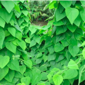 Chậu dây leo Sương Sâm Lông - Tiliacora triandra - Cây trưởng thành