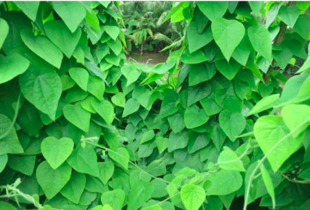 screen-shot-2022-07-26-at-9-01-54-pm-2