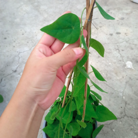 Chậu dây leo Sương Sâm Lông - Tiliacora triandra - Cây trưởng thành