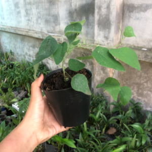 Chậu dây leo Sương Sâm Lông - Tiliacora triandra - Cây giống