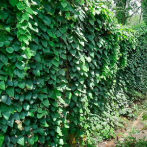 Chậu dây leo Sương Sâm Lông - Tiliacora triandra - Cây giống