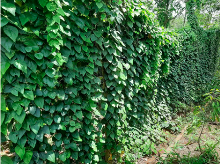 Chậu dây leo Sương Sâm Lông - Tiliacora triandra - Cây trưởng thành