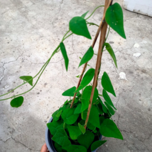 Chậu dây leo Sương Sâm Lông - Tiliacora triandra - Cây trưởng thành