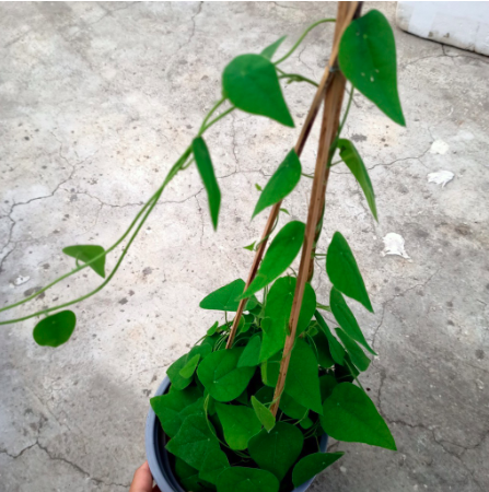 Chậu dây leo Sương Sâm Lông - Tiliacora triandra - Cây trưởng thành