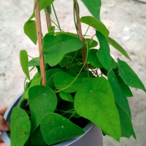 Chậu dây leo Sương Sâm Lông - Tiliacora triandra - Cây trưởng thành