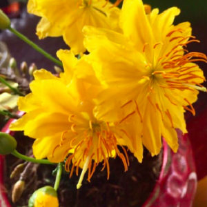 Cây giống mai đại lộc, dòng đọt đỏ quý hiếm