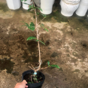 Cây giống mai đại lộc, dòng đọt đỏ quý hiếm