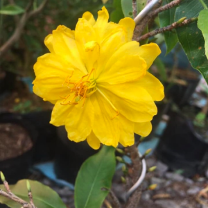 Cây giống mai đại lộc, dòng đọt đỏ quý hiếm