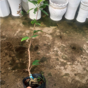 Cây giống mai đại lộc, dòng đọt đỏ quý hiếm