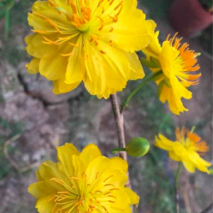 Cây giống mai đại lộc, dòng đọt đỏ quý hiếm