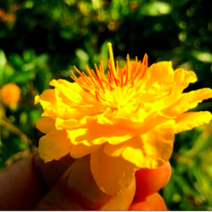 Cây giống mai đại lộc, dòng đọt đỏ quý hiếm