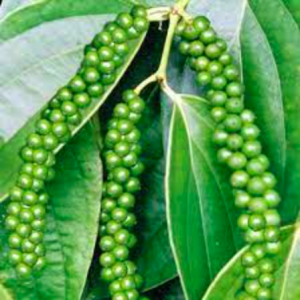 Chậu cây tiêu xanh, giao cây trưởng thành đang cho trái