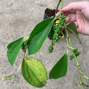 Chậu cây tiêu xanh, giao cây trưởng thành đang cho trái