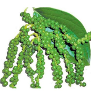 Chậu cây tiêu xanh, giao cây trưởng thành đang cho trái