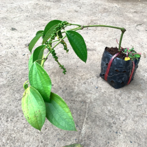 Chậu cây tiêu xanh, giao cây trưởng thành đang cho trái