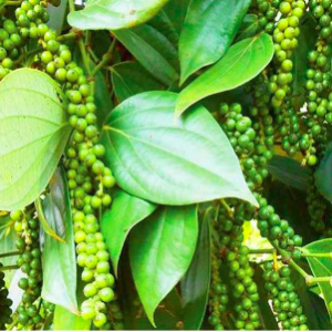 Chậu cây tiêu xanh, giao cây trưởng thành đang cho trái