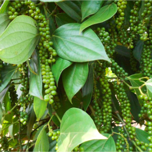 Chậu cây tiêu xanh, giao cây trưởng thành đang cho trái