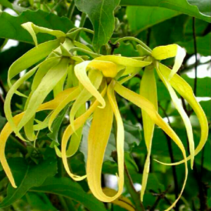 Cây hoàng lan trưởng thành cho hoa thơm ngát - Cananga odorata