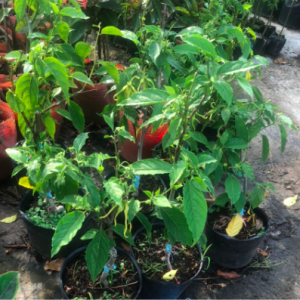 Cây hoàng lan trưởng thành cho hoa thơm ngát - Cananga odorata