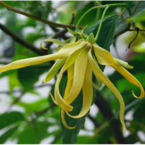 Cây hoàng lan trưởng thành cho hoa thơm ngát - Cananga odorata