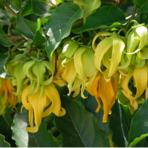 Cây hoàng lan trưởng thành cho hoa thơm ngát - Cananga odorata