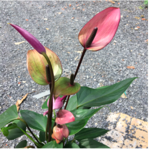 Chậu Cây Hồng Môn Hoa Tím - Cây có hoa để bàn thanh lọc không khí