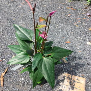 Chậu Cây Hồng Môn Hoa Tím - Cây có hoa để bàn thanh lọc không khí