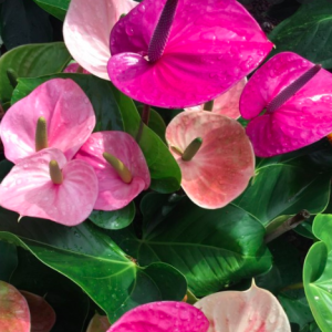 Chậu Cây Hồng Môn Hoa Tím - Cây có hoa để bàn thanh lọc không khí