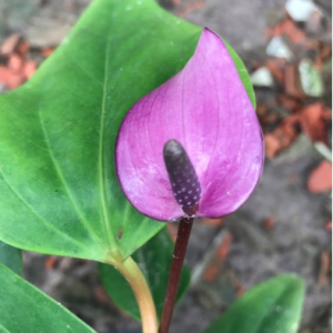 Chậu Cây Hồng Môn Hoa Tím - Cây có hoa để bàn thanh lọc không khí