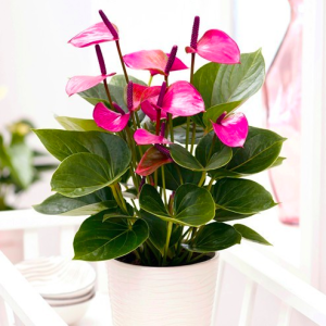 Chậu Cây Hồng Môn Hoa Tím - Cây có hoa để bàn thanh lọc không khí