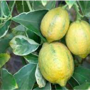 Cây giống chanh cẩm thạch cho quả ruột hồng, hoa thơm ngát