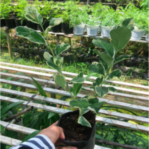 Cây giống chanh cẩm thạch cho quả ruột hồng, hoa thơm ngát