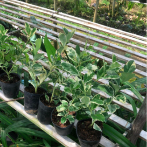 Cây giống chanh cẩm thạch cho quả ruột hồng, hoa thơm ngát