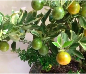 Cây giống chanh cẩm thạch cho quả ruột hồng, hoa thơm ngát