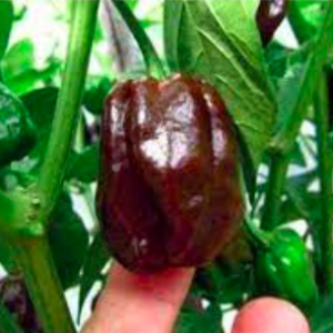 Chậu cây ớt Habanero socola đang trái