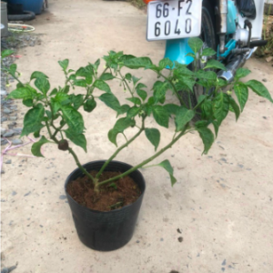 Chậu cây ớt Habanero socola đang trái