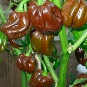 Chậu cây ớt Habanero socola đang trái