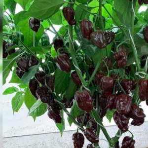 Chậu cây ớt Habanero socola đang trái