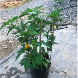 Chậu cây ớt Fatalii cho trái có độ cay cao nhất thế giới (125,000-325,000 SHU)