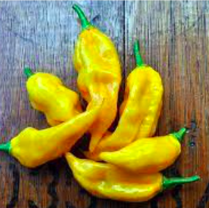 Chậu cây ớt Fatalii cho trái có độ cay cao nhất thế giới (125,000-325,000 SHU)