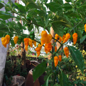 Chậu cây ớt Fatalii cho trái có độ cay cao nhất thế giới (125,000-325,000 SHU)