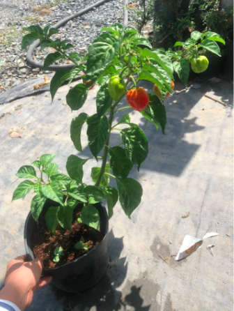 Chậu ớt Habanero đỏ sẵn trái