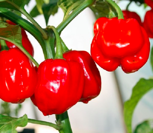 Chậu ớt Habanero đỏ sẵn trái