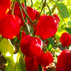 Chậu ớt Habanero đỏ sẵn trái