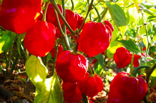 Chậu ớt Habanero đỏ sẵn trái