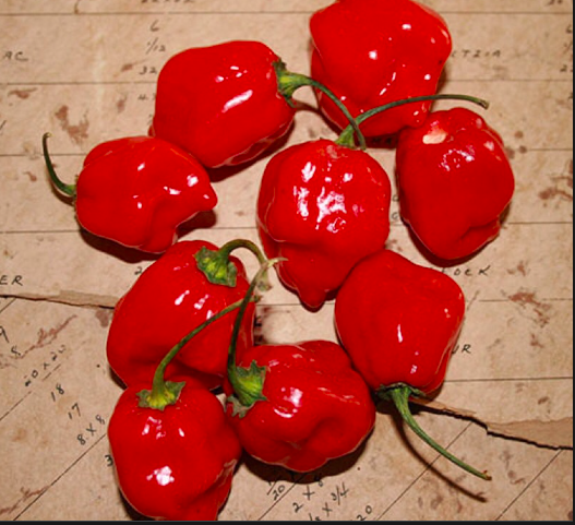 Chậu ớt Habanero đỏ sẵn trái