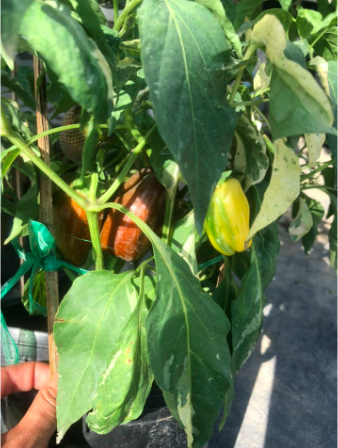 screen-shot-2022-07-31-at-5-37-27-pm-1