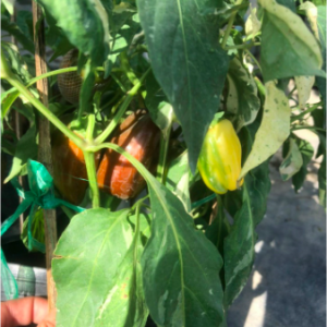 Chậu cây ớt Candy, ớt cho trái màu cẩm thạch độc lạ, giao cây đang trái